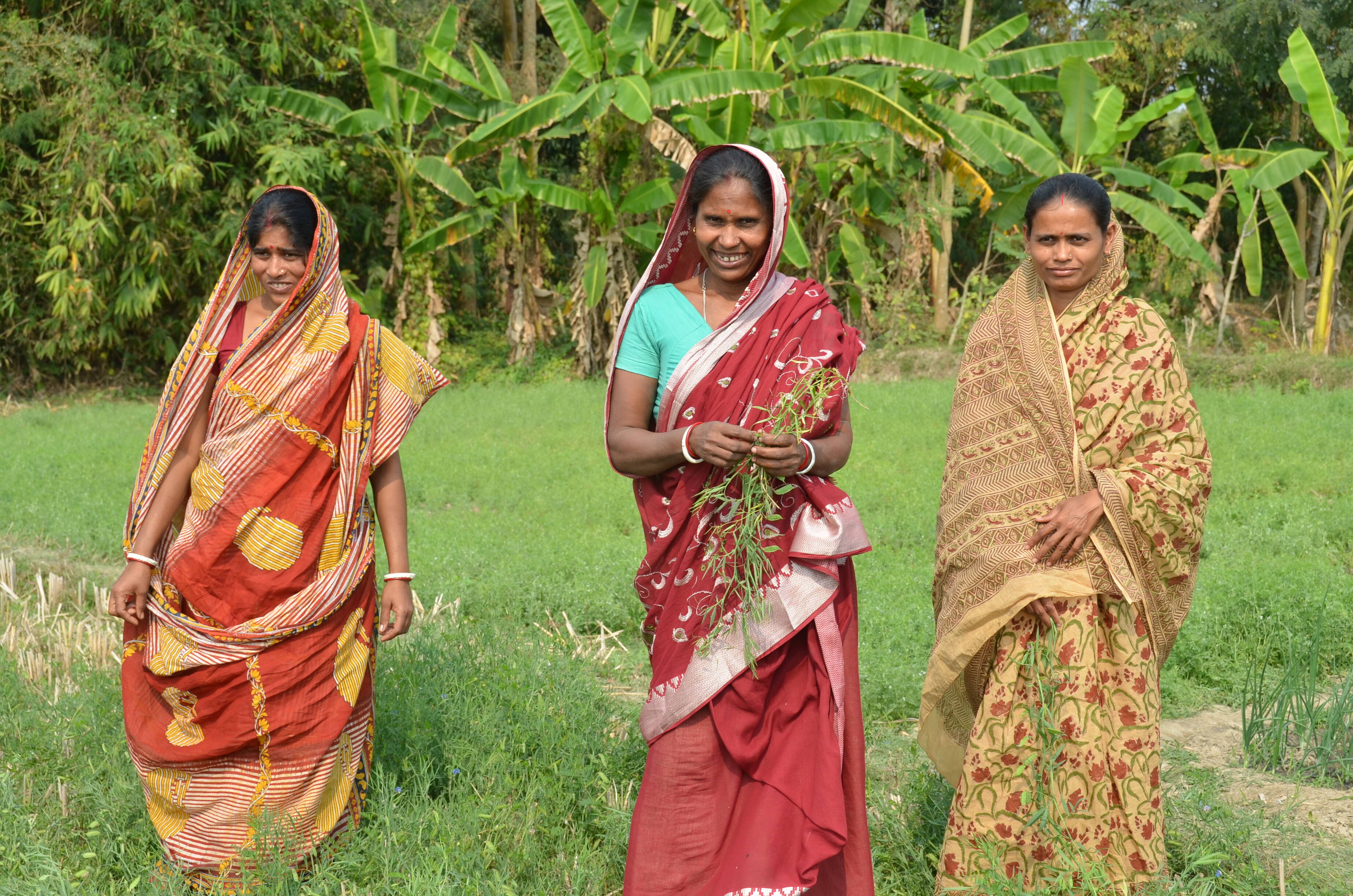 Lentil farmers in India