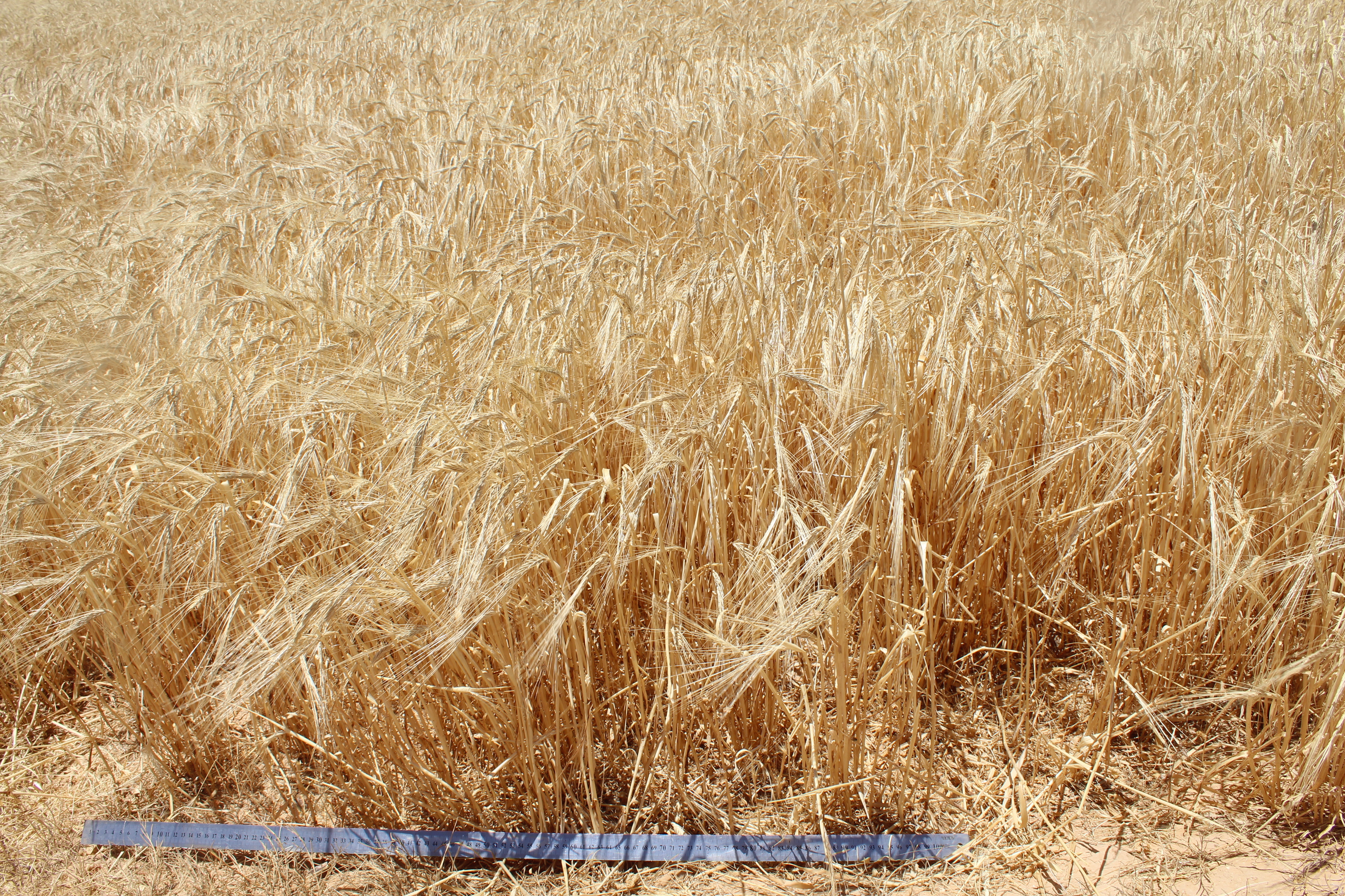 Marab barley