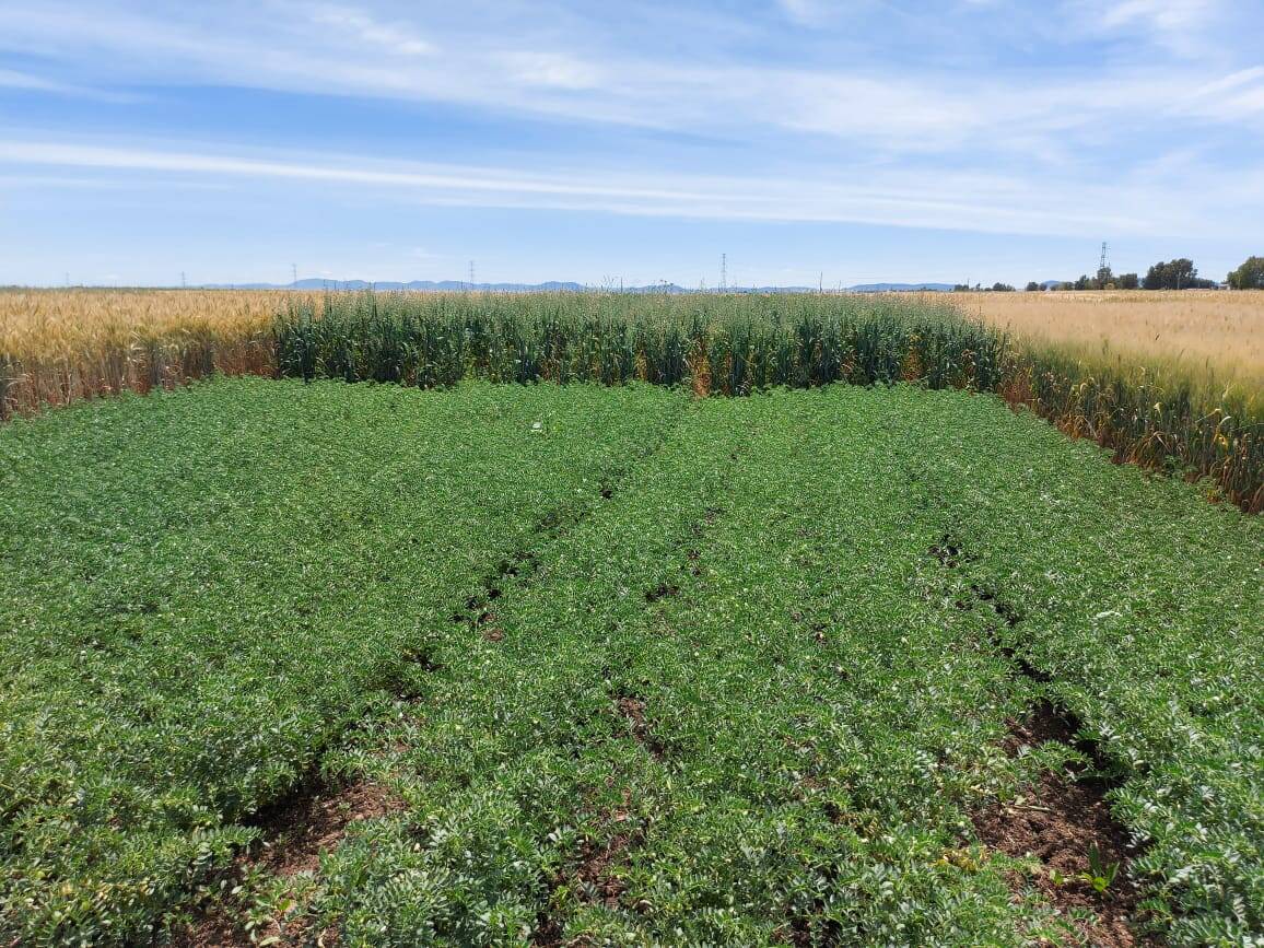 Diversified cropping system experiment under conservation agriculture in Marchouch station, Morocco, with chickpea, wheat, forage mixture, vetch and oat.