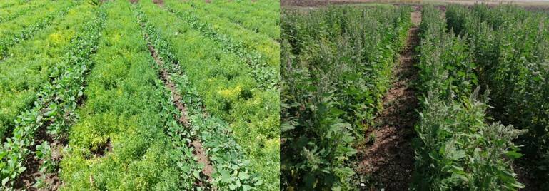 Diversified cropping system, intercropping quinoa with lentils in Morocco. 