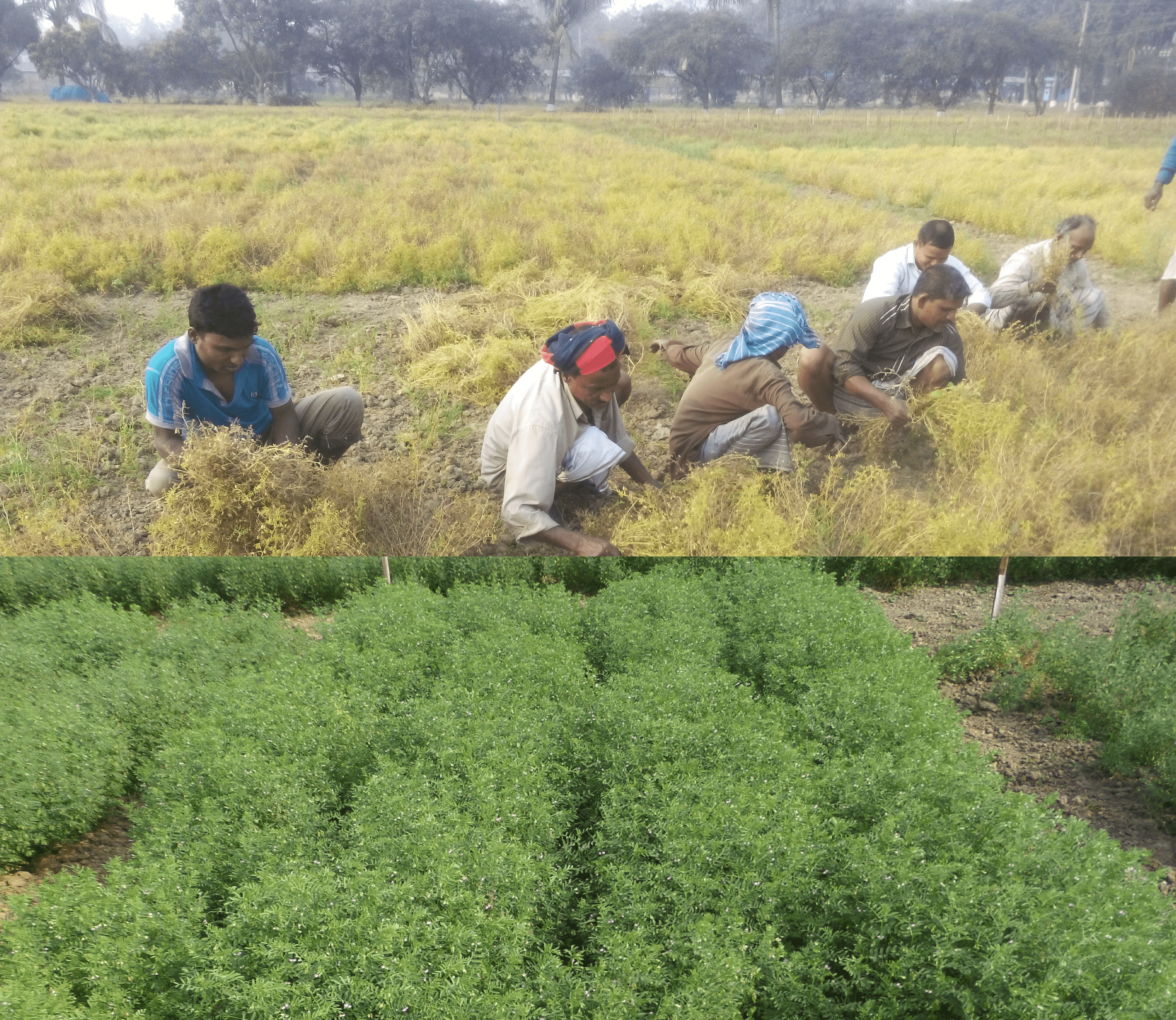 Farmers growing lentils in Bangladesh