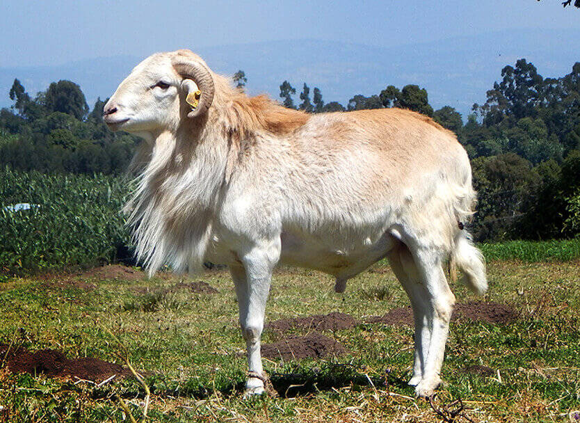Selected Doyogena ram for use in artificial insemination