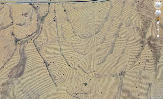 Photo Credit: Google Earth – A recent image illustrating large scale plantation of the exotic species Acacia saligna (syn. cyanophylla) in central Tunisia.