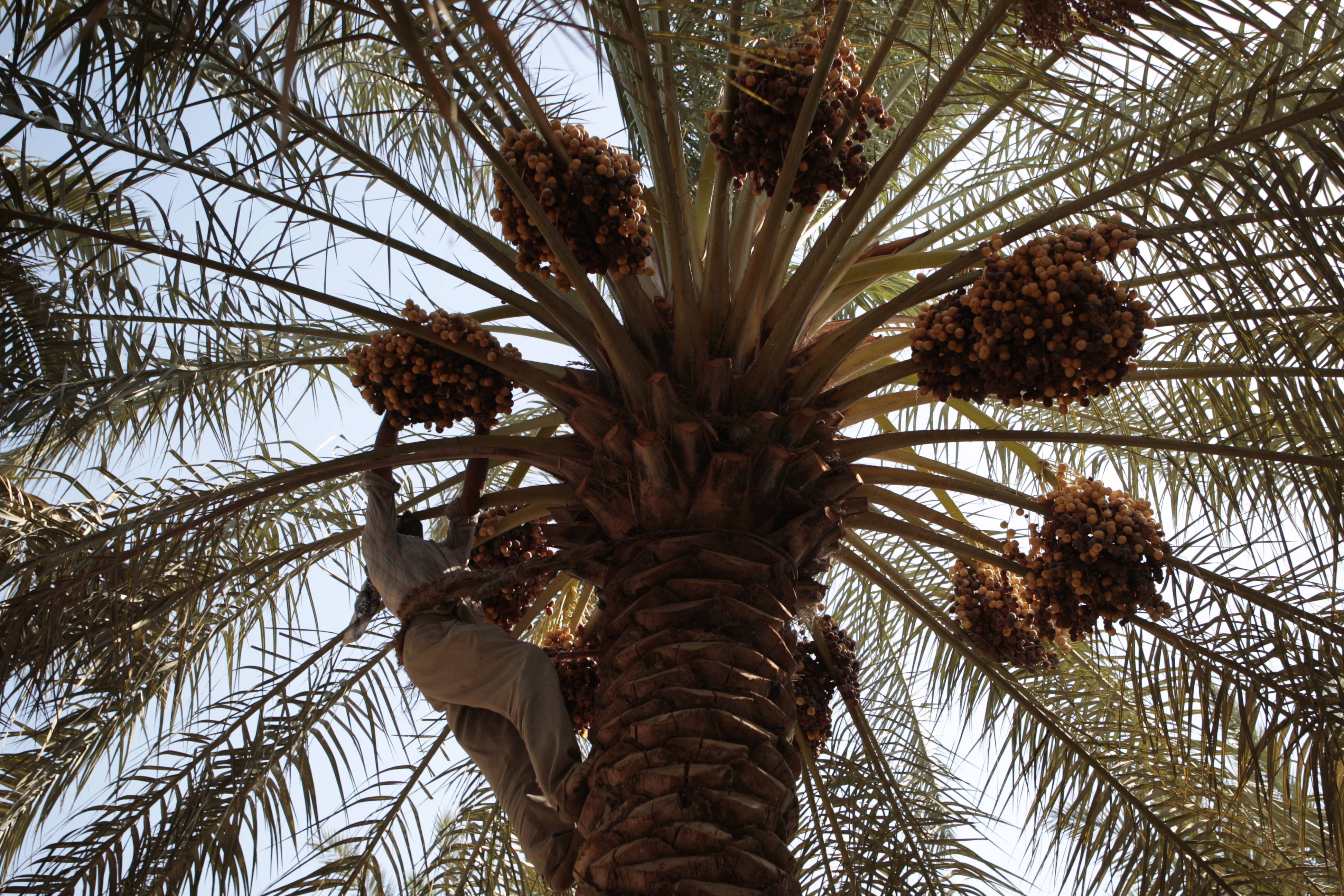 Development and expansion of sustainable date palm production systems