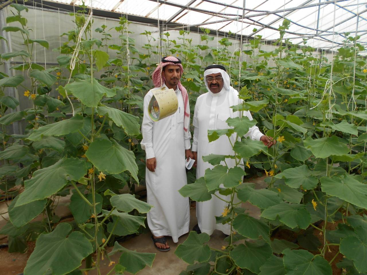 Сельское хозяйство саудовской аравии. Оазисное земледелие ОАЭ. Растениеводство в Саудовской Аравии. Фермы в Саудовской Аравии.
