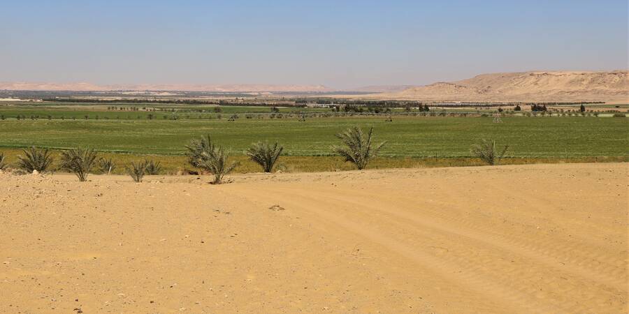 desert farming egypt