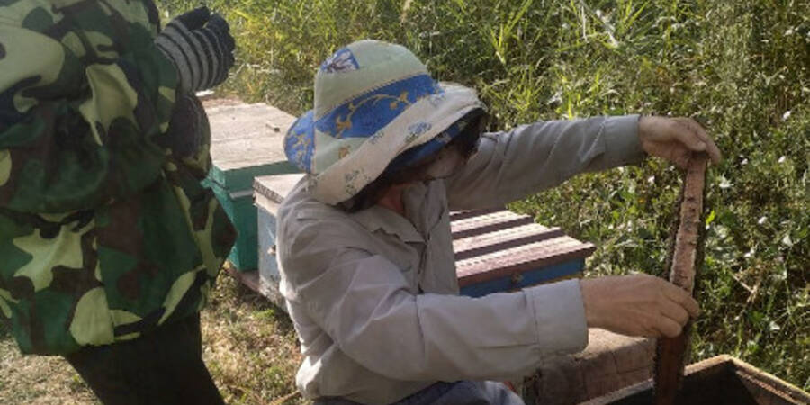 Olga & Sergey inspecting a hive (ICARDA) 
