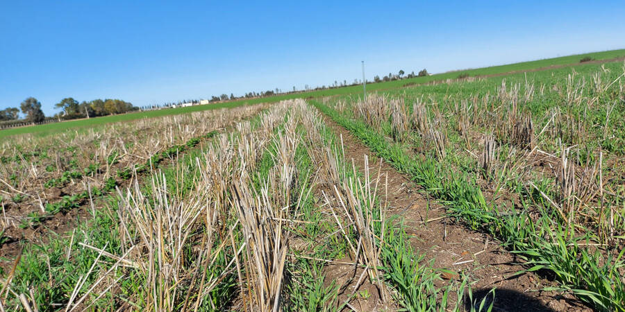 Wheat growing in CA field Morocco