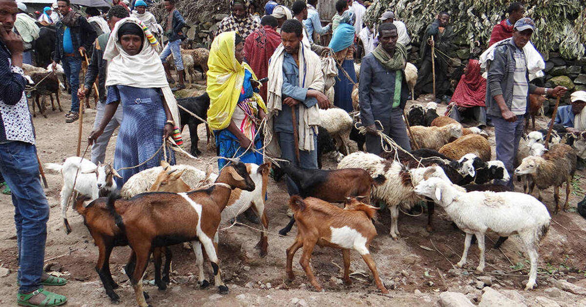 The market services that Ethiopian livestock farmers are willing to pay for ICARDA