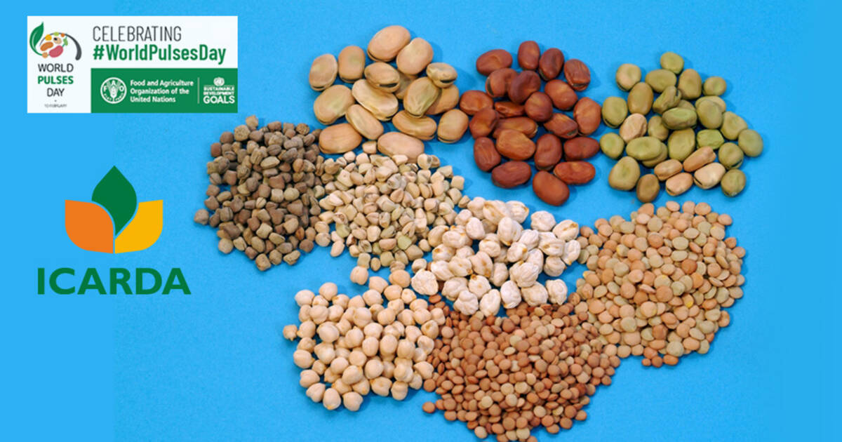 Reviving the pulse in food security ICARDA