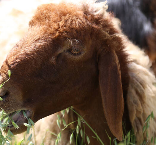 Goat eating forage